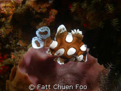 Juvenile Oriental Sweetlips, Anilao Philipines. It was a ... by Fatt Chuen Foo 